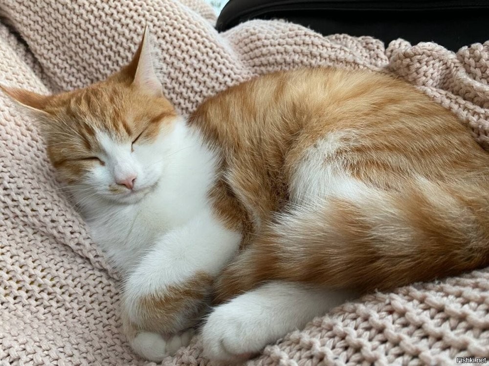 Солянка от 24.11.2025