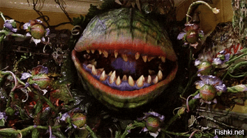 Не смог сдержать слёз: мужчина 13 лет искал один из редчайших цветков в индонезийских джунглях