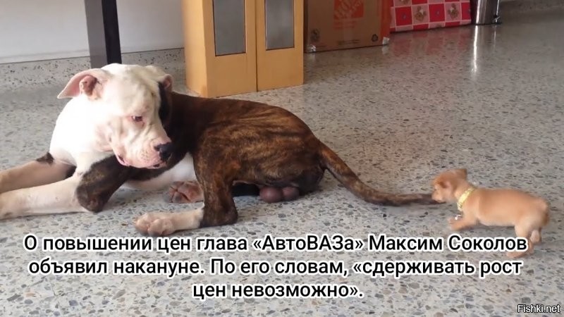 Депутат призвал проверить АвтоВАЗ из-за грядущего подорожания автомобилей Lada