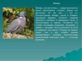 На даче в груше пробовали свить гнездо, но, видно, самец так себе прораб был, гнездо упало на землю и развалилось! Вобщем они улетели!))