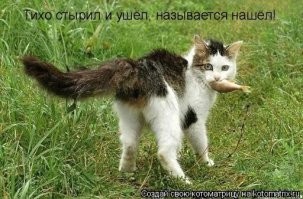 Котик добыл себе креветку