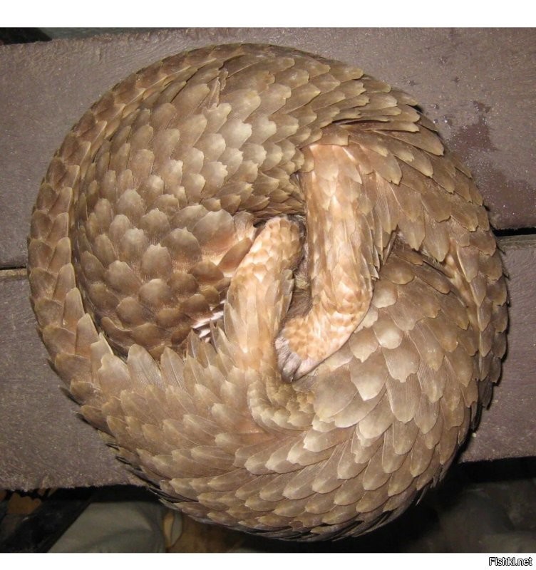 Зачем машинку напугали?