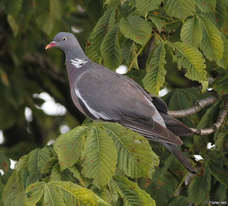 Забыли упомянуть про вяхирей, тоже относятся к голубинным. Их очень много развелось в средней полосе. Но в отличие от простых голубей, эта благородная птица не питается на помойках. Она предпочитает территории лесов, парков, скверов. По виду он крупнее обычного голубя и издает необычный ухающий звук