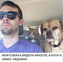 Тариф котокомфорт: к девушке приехал таксист с котёнком