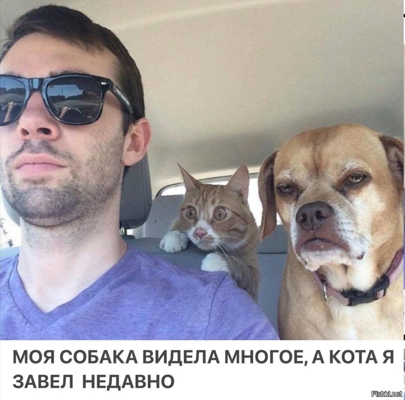 Тариф котокомфорт: к девушке приехал таксист с котёнком