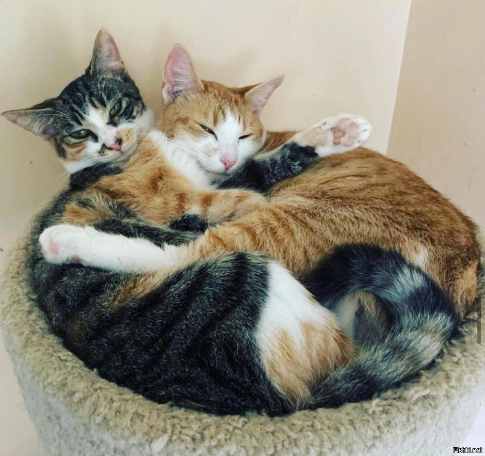 Солянка от 25.11.2025