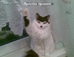 Кот Адольф