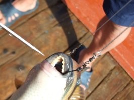 2012 год. Красное море. Район севернее архипелага Дахлак. 
В точке якорной стоянки т/х Анкор-1. Поимали вот такого монстра. 
Без проблем перекусил карандаш. Палец лучше не предлагать, если нет лишних или запасных.