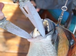 2012 год. Красное море. Район севернее архипелага Дахлак. 
В точке якорной стоянки т/х Анкор-1. Поимали вот такого монстра. 
Без проблем перекусил карандаш. Палец лучше не предлагать, если нет лишних или запасных.