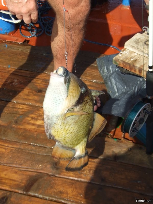 2012 год. Красное море. Район севернее архипелага Дахлак. 
В точке якорной стоянки т/х Анкор-1. Поимали вот такого монстра. 
Без проблем перекусил карандаш. Палец лучше не предлагать, если нет лишних или запасных.