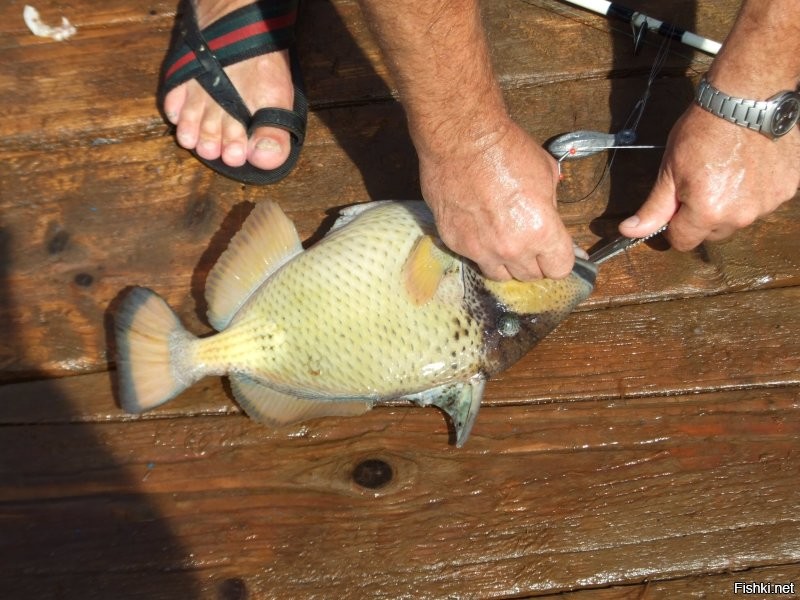 2012 год. Красное море. Район севернее архипелага Дахлак. 
В точке якорной стоянки т/х Анкор-1. Поимали вот такого монстра. 
Без проблем перекусил карандаш. Палец лучше не предлагать, если нет лишних или запасных.