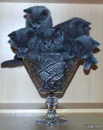 22 очаровательных создания, которые способны с комфортом разместиться где угодно