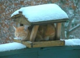 22 очаровательных создания, которые способны с комфортом разместиться где угодно