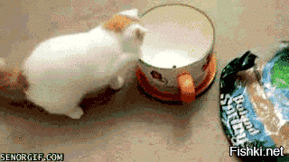 22 очаровательных создания, которые способны с комфортом разместиться где угодно