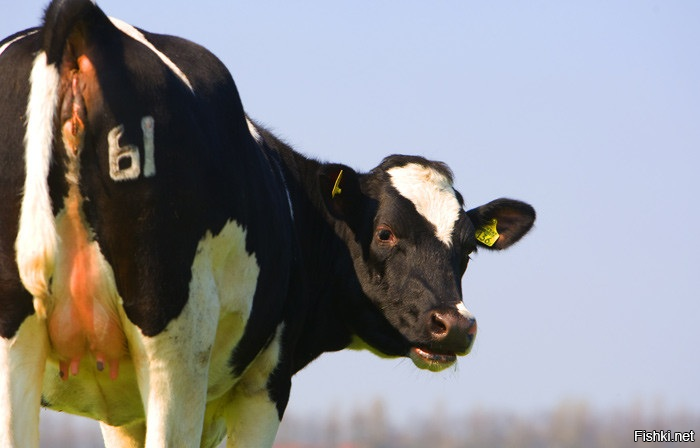 Солянка от 25.11.2025