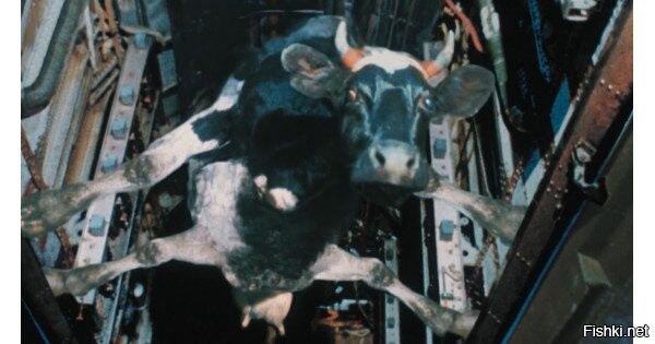 В Астану прилетели 165 элитных коров из Дании