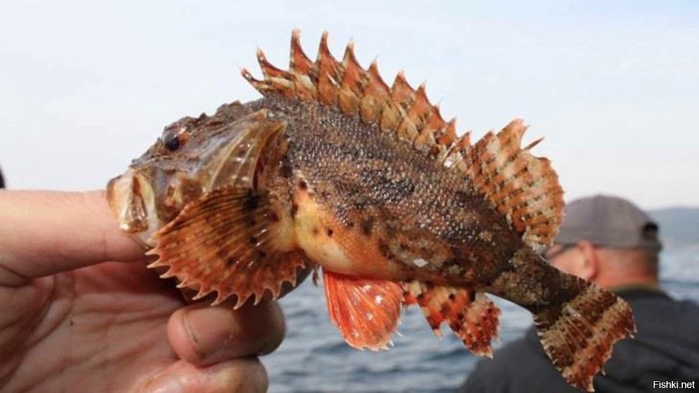 у нас ершики такие. правда из них только уха офигенная получается.