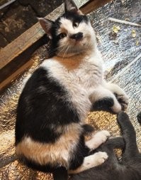 Почти двойник