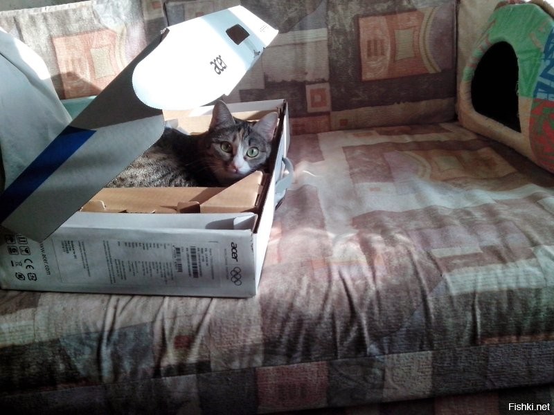 коробки и кошки...