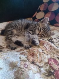 Подкидыш, первый день, после помывки и перекуса.