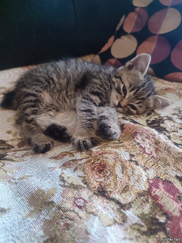 Подкидыш, первый день, после помывки и перекуса.