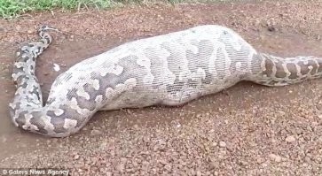 Перекус прожорливого баклана