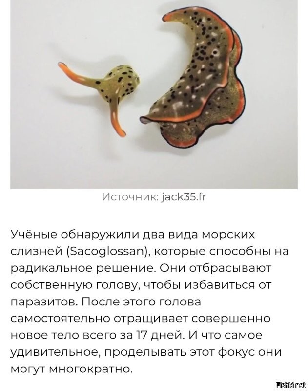 Тогда уж тело отбрасывает, а не голову.