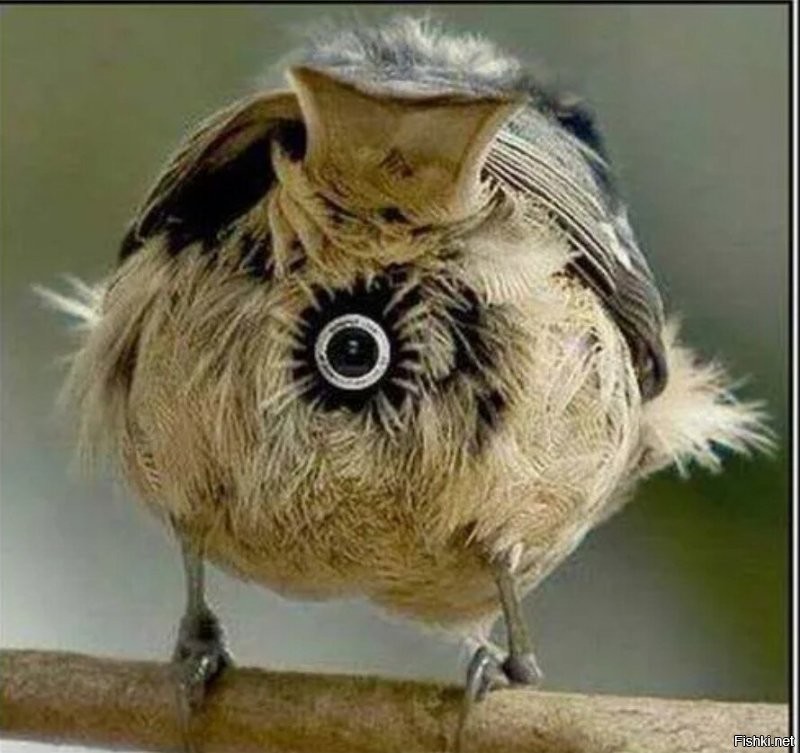 "Большой брат следит за тобой." (с).