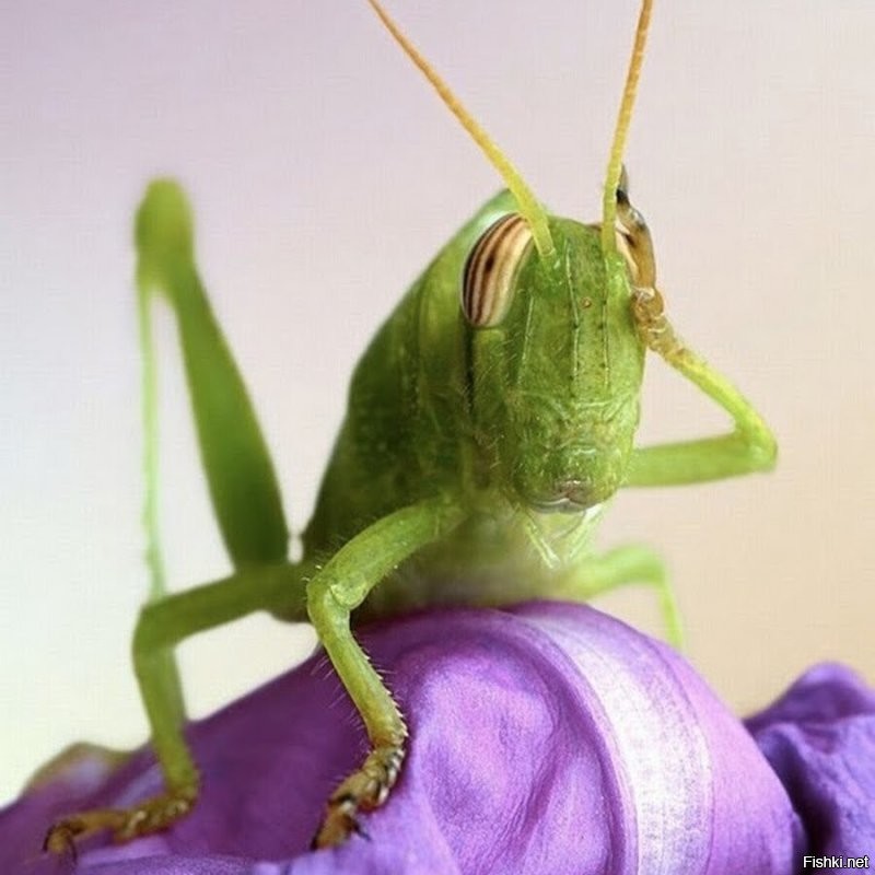 ... что творится с западными ценностями!