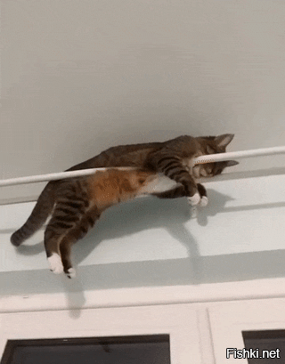 30 забавных снимков животных, попавших в затруднительные ситуации