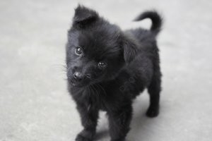 Почему, почему? Да, потому что мы банда чёрных хвостиков и нас много!