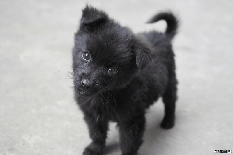 Почему, почему? Да, потому что мы банда чёрных хвостиков и нас много!