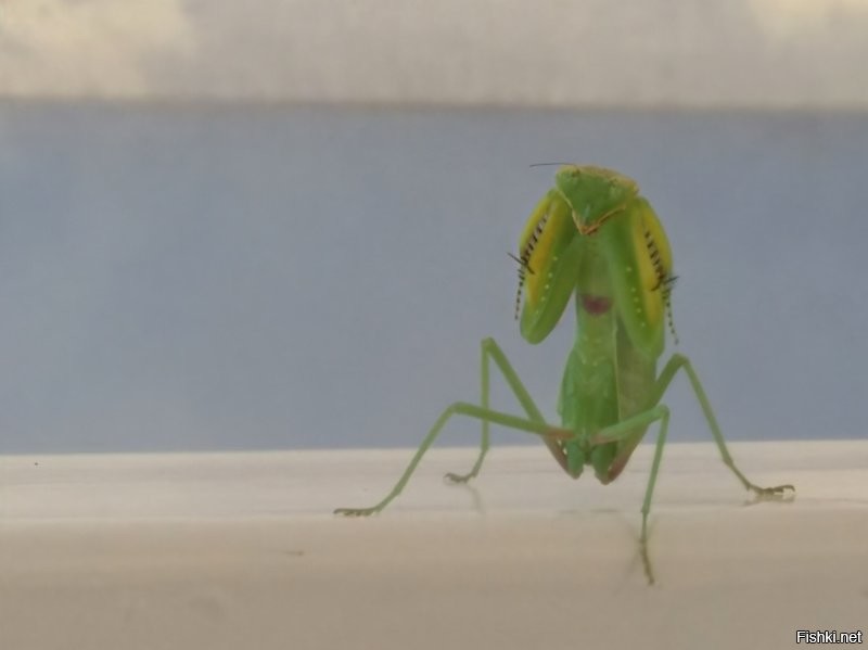 Богомол с сердечком