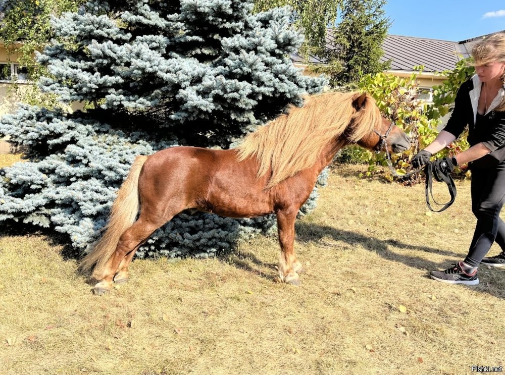 "Шетти лошадь это шетлендский пони"

Не-не-не!
Шелти -- это шетлендский пони.
Шетти -- те самые мини-лошади или мини-хорсы, как их чаще называют. Они ещё меньше, чем пони и самое главное, имеют сложение обычных лошадей. Пони -- эдакие лошади-таксы с короткими ногами. 

Хотя, на истину не претендую, повторюсь: лошади -- не моя тема. А вот собаками уж 42 годика занимаюсь, а моя " породная принадлежность", думаю, и так понятна.