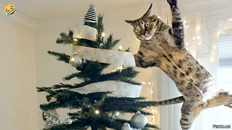 Кот и новое защитное ограждение ёлки