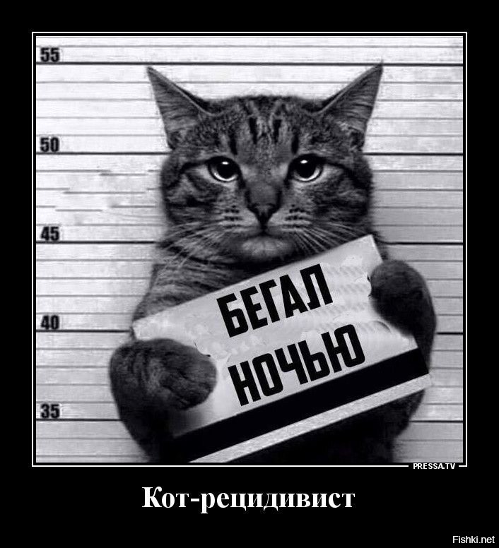 Кошку случайно закрыли в банке