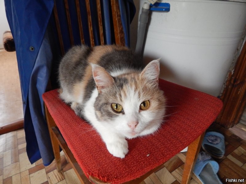 Доброе утро