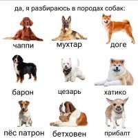 А мост где? )