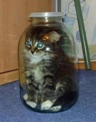 Эх нейросети. Вот кошка в банке здорового человека.