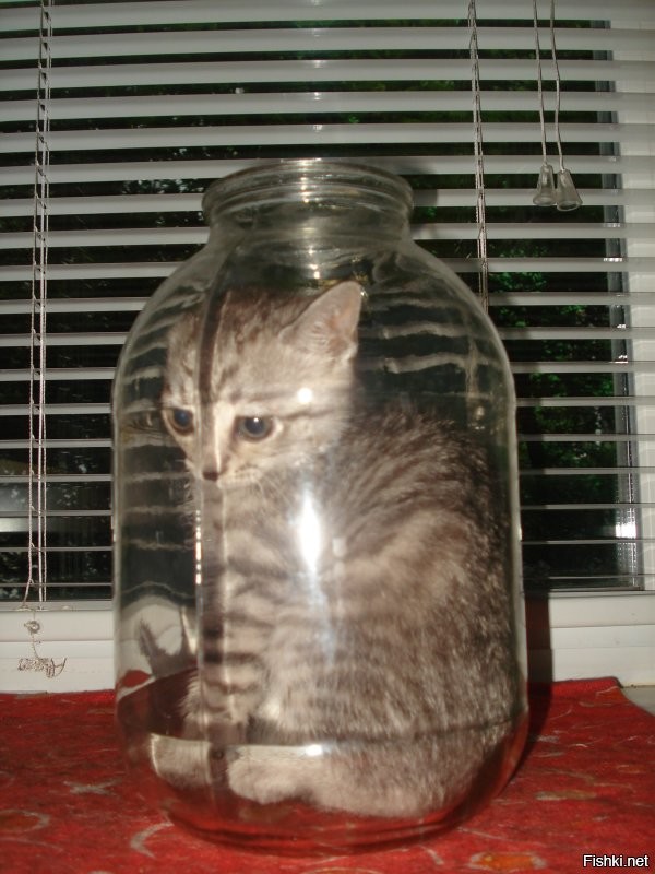 Кошку случайно закрыли в банке