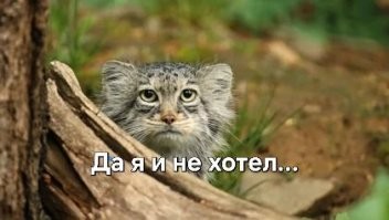 Попытка толстенького манула Тимофея забраться на дерево