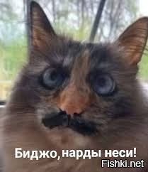 Кошка с&nbsp;причудливым окрасом шерсти