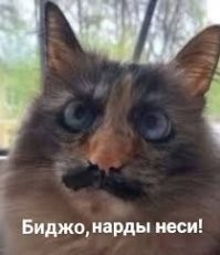 Кошка с&nbsp;причудливым окрасом шерсти