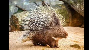 Это древесный дикобраз. 
Пимпла, так его местные называют.
В дикобразов (фото которых мы привыкли видеть) они не вырастут
Вот что писал Дж. Даррелл:
  Вот те на!   сказал Боб, когда животное повернулось мордой к нему.   Это еще что
такое?
Его удивление было не напрасным; вождь держал за хвост одно из самых смешных
созданий, каких только можно вообразить.
  Это,   сказал я, все еще прокашливаясь,   не кто иной, как дикобраз-пимпла.
Да, это был сюрприз! Мне слухи о пимпле уже набили оскомину: в каких бы местах мы ни
останавливались в Гвиане, в разговорах с охотниками непременно всплывала пимпла: раньше или позже отважные ловцы неизменно задавали мне вопрос, нужна ли мне пимпла, и, слыша мой непременный утвердительный ответ, клялись мне ее раздобыть. Но на том дело и кончалось. Охотники уходили, выкинув из головы данное мне обещание,   так я и оставался без пимплы и без надежды ее получить. Кто забыл, напомню: пимпла   это древесный дикобраз, а дикобразы, вообще-то говоря, обычные в этих местах животные и довольно легко даются в руки. Я уже начал недоумевать, почему никто не несет мне обещанную пимплу, и даже слегка поднял закупочную цену, но этим и ограничился. Дикобраз есть дикобраз, думал я, и вообще не сказал бы, чтобы я питал особую любовь к этой семейке. Знал бы я с самого начала, какие это прелестные и обаятельные создания, я приложил бы все силы, чтобы раздобыть
несколько штук! Больше даже, если бы мне приносили их мешками, то и тогда я скупал бы всех подряд   до того неотразимое впечатление они на меня произвели.
Вождь опустил дикобраза на пол, и тот тут же сел на задние лапы и уставился на нас
исполненными доброты глазами   зрелище было до того забавное, что мы с Бобом чуть не лопнули от смеха. Размером он был со скотчтерьера и сплошь покрыт длинными острыми иглами   черными и белыми. У него крохотные толстые лапки и длинный пушистый цепкий хвост. Но что более всего покорило наши сердца, так это его мордашка   точь-в-точь как у знаменитого покойного комика У.-К. Филдса, разве что с иголками. А так все то же: и пухлый шмыгающий во все стороны нос, и маленькие хитренькие глазки   полные, если приглядеться, невыплаканных слез…
Глядя на нас со всей проницательностью, дикобраз сжал свои крохотные передние лапки в
кулачки, как у боксера, и закачался на месте, словно только что получил нокаут. Ну, думаю,
сейчас упадет, а я шутки ради посчитаю: раз, два, три… пять… десять… Но нет! Словно
позабыв о роли боксера-чемпиона, он сел на свои толстенькие окорочка и принялся тщательно вычесываться. Его нос, как и всегда, вертелся и шмыгал, а на морде было написано, что ее обладатель находится наверху блаженства. В общем, с меня было достаточно одного взгляда на эту потешную морду, чтобы я до конца моих дней сделался поклонником пимпл.
Естественно, я без звука уплатил вождю запрошенную сумму.