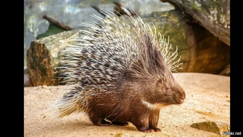 Это древесный дикобраз. 
Пимпла, так его местные называют.
В дикобразов (фото которых мы привыкли видеть) они не вырастут
Вот что писал Дж. Даррелл:
  Вот те на!   сказал Боб, когда животное повернулось мордой к нему.   Это еще что
такое?
Его удивление было не напрасным; вождь держал за хвост одно из самых смешных
созданий, каких только можно вообразить.
  Это,   сказал я, все еще прокашливаясь,   не кто иной, как дикобраз-пимпла.
Да, это был сюрприз! Мне слухи о пимпле уже набили оскомину: в каких бы местах мы ни
останавливались в Гвиане, в разговорах с охотниками непременно всплывала пимпла: раньше или позже отважные ловцы неизменно задавали мне вопрос, нужна ли мне пимпла, и, слыша мой непременный утвердительный ответ, клялись мне ее раздобыть. Но на том дело и кончалось. Охотники уходили, выкинув из головы данное мне обещание,   так я и оставался без пимплы и без надежды ее получить. Кто забыл, напомню: пимпла   это древесный дикобраз, а дикобразы, вообще-то говоря, обычные в этих местах животные и довольно легко даются в руки. Я уже начал недоумевать, почему никто не несет мне обещанную пимплу, и даже слегка поднял закупочную цену, но этим и ограничился. Дикобраз есть дикобраз, думал я, и вообще не сказал бы, чтобы я питал особую любовь к этой семейке. Знал бы я с самого начала, какие это прелестные и обаятельные создания, я приложил бы все силы, чтобы раздобыть
несколько штук! Больше даже, если бы мне приносили их мешками, то и тогда я скупал бы всех подряд   до того неотразимое впечатление они на меня произвели.
Вождь опустил дикобраза на пол, и тот тут же сел на задние лапы и уставился на нас
исполненными доброты глазами   зрелище было до того забавное, что мы с Бобом чуть не лопнули от смеха. Размером он был со скотчтерьера и сплошь покрыт длинными острыми иглами   черными и белыми. У него крохотные толстые лапки и длинный пушистый цепкий хвост. Но что более всего покорило наши сердца, так это его мордашка   точь-в-точь как у знаменитого покойного комика У.-К. Филдса, разве что с иголками. А так все то же: и пухлый шмыгающий во все стороны нос, и маленькие хитренькие глазки   полные, если приглядеться, невыплаканных слез…
Глядя на нас со всей проницательностью, дикобраз сжал свои крохотные передние лапки в
кулачки, как у боксера, и закачался на месте, словно только что получил нокаут. Ну, думаю,
сейчас упадет, а я шутки ради посчитаю: раз, два, три… пять… десять… Но нет! Словно
позабыв о роли боксера-чемпиона, он сел на свои толстенькие окорочка и принялся тщательно вычесываться. Его нос, как и всегда, вертелся и шмыгал, а на морде было написано, что ее обладатель находится наверху блаженства. В общем, с меня было достаточно одного взгляда на эту потешную морду, чтобы я до конца моих дней сделался поклонником пимпл.
Естественно, я без звука уплатил вождю запрошенную сумму.