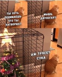 Кот и новое защитное ограждение ёлки