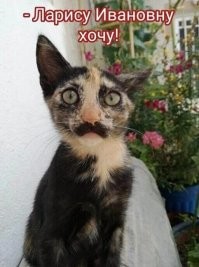 Кошка с&nbsp;причудливым окрасом шерсти