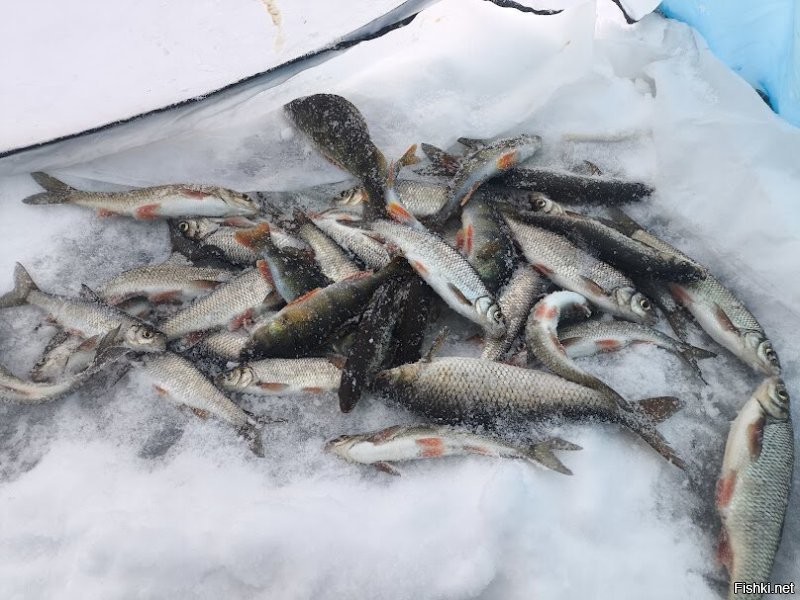 не знаю как кому, а мне и моей рыбки хватает пойманной за час...