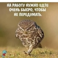 Береговушка: эта птица рвёт шаблоны о поведении пернатых