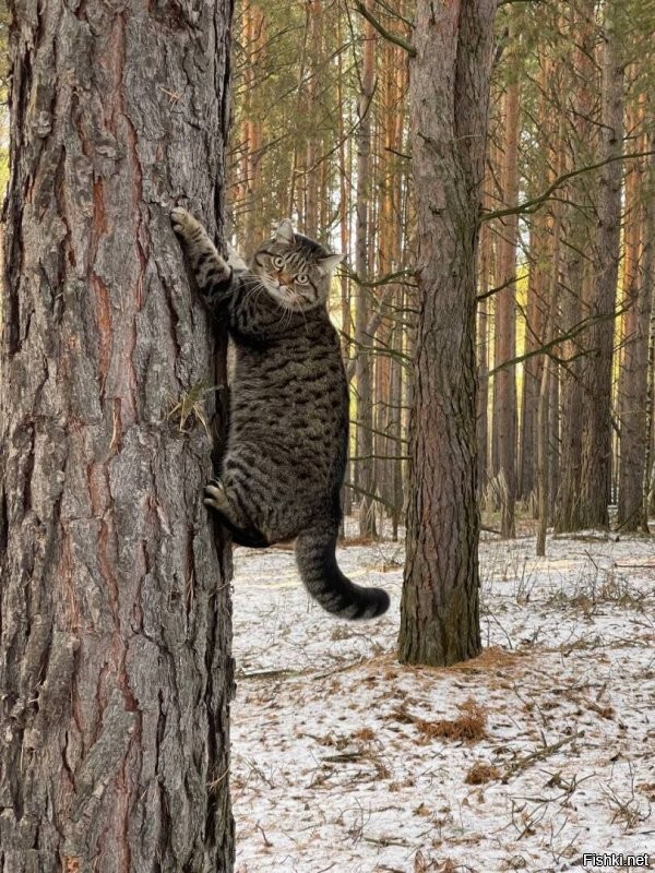 Солянка от 28.11.2025